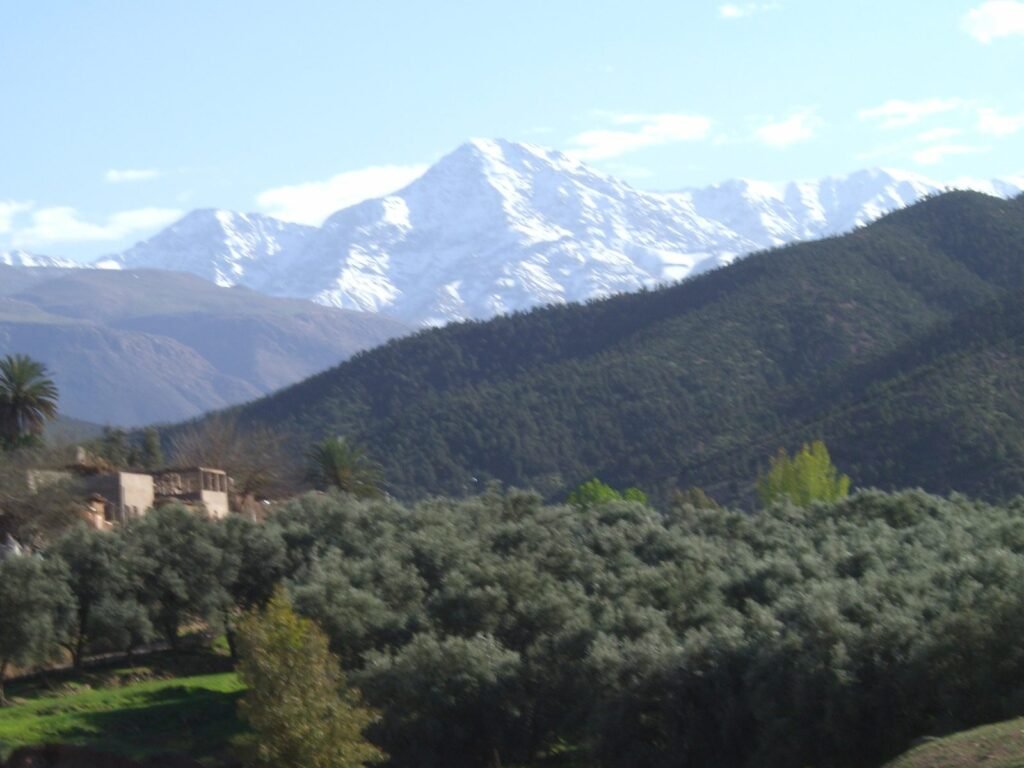 Olive groves below the snow-capped High Atlas, Ourika valley near Marrakech