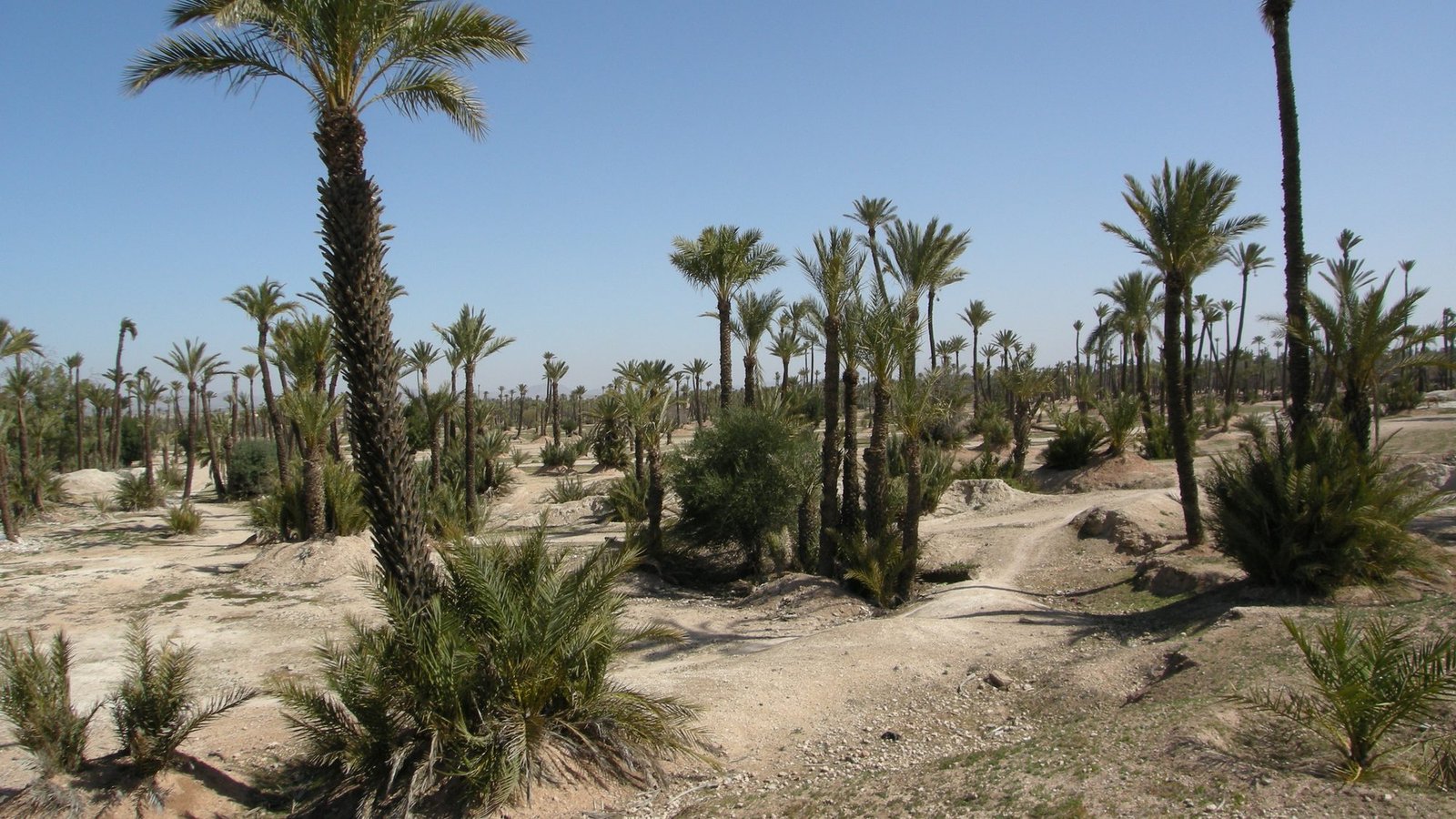 Palm grove in the Palmeraie, north-east of Marrakech