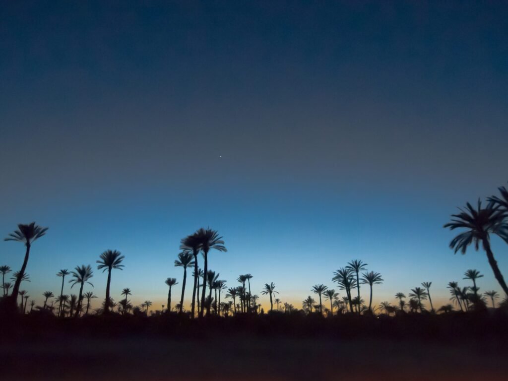 The palm grove at dusk, Palmeraie, Marrakech