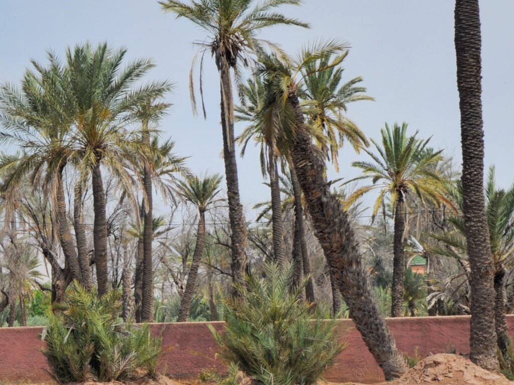 Palms above a pise boundary wall in the Palmeraie, Marrakech